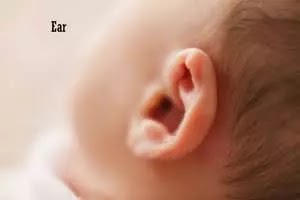 Ear