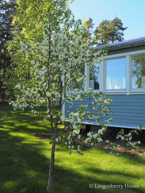 lingonberryhouse, blooming, kukkiminen, omenapuu, luumupuu, kesä, leisure home, puutarha, garden, mökki