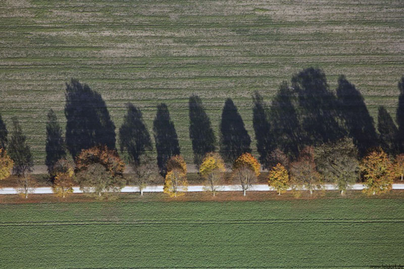 Trees in a row