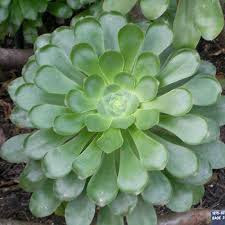 Planta suculenta Aeonium undulatum