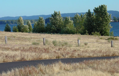 Some Trees
