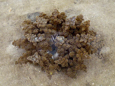 Hell's Fire Sea Anemone (Actinodendron sp.)