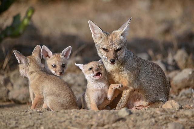 Kit fox habitat and what does a kit fox eat