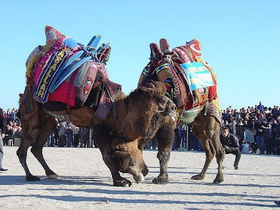 Camel Wrestling