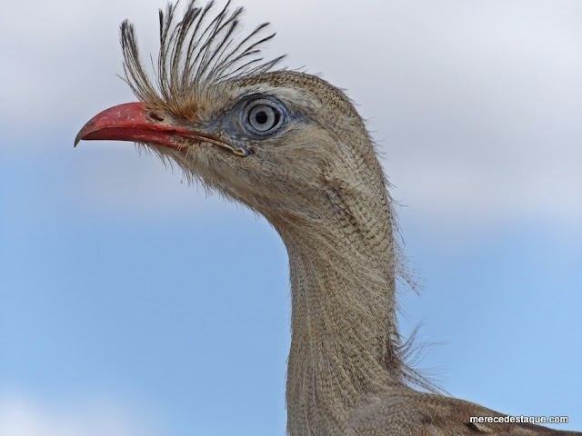 Natureza em destaque: Seriema (Cariama cristata)