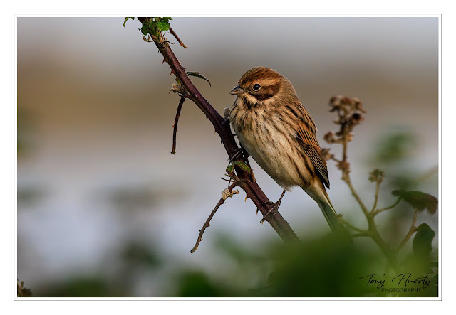 A reed-bunting in the soft morning light
