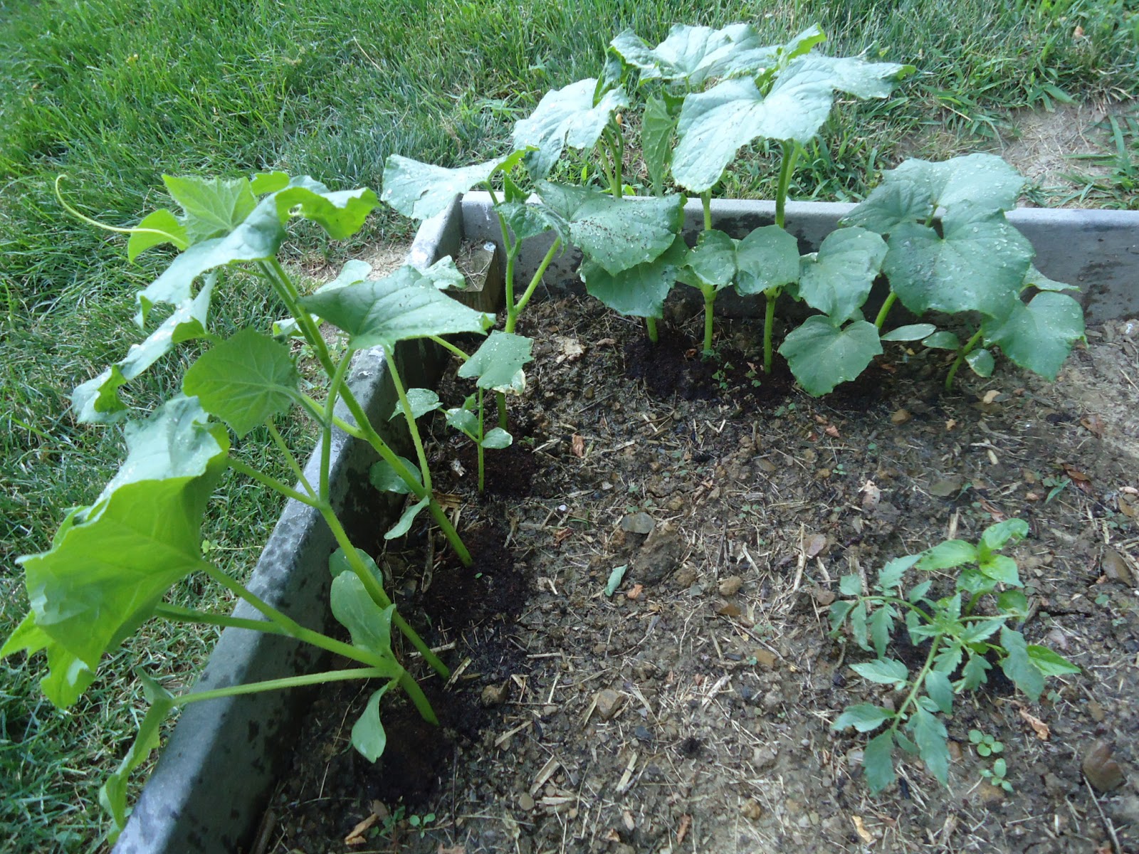 organic cucumbers and vermicompost