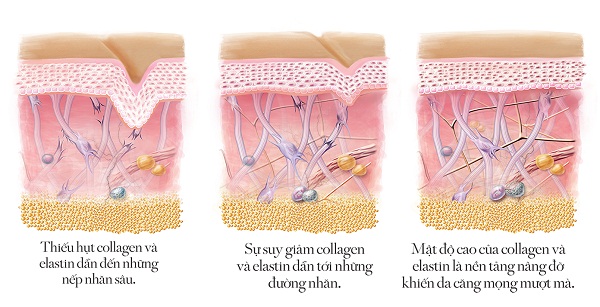 Cách uống collagen và bổ sung từ tự nhiên