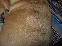 labrador-dog-hair-follicle-cyst