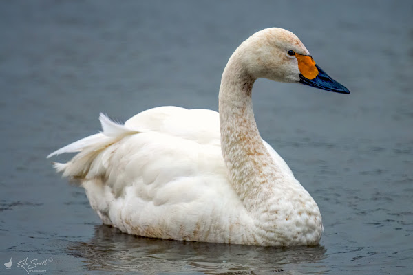 Bewick swan