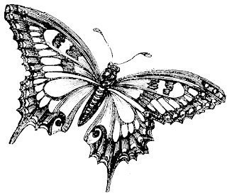 Coloring Pages Butterflies