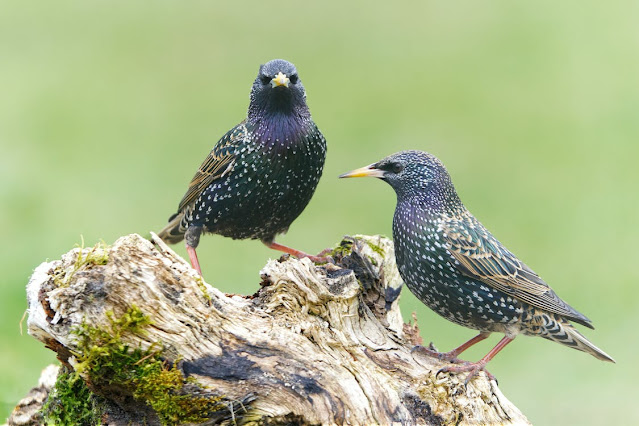 Starlings