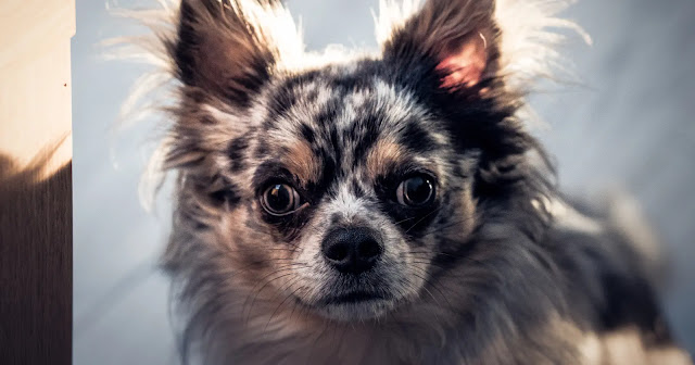 avec-quelle-couleur-peut-on-accoupler-un-chihuahua-merle