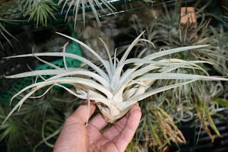 tillandsia capitata peach