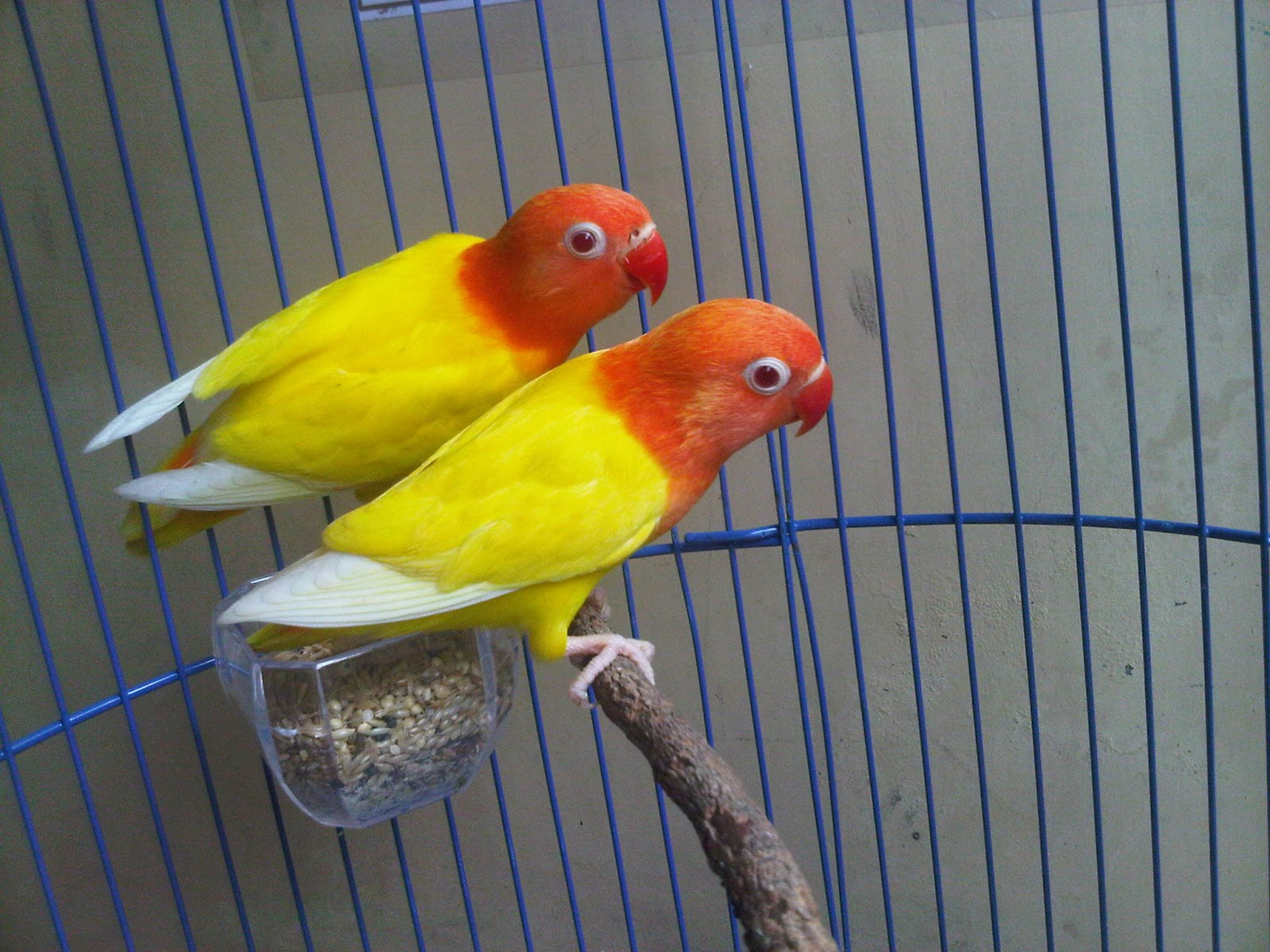 Lovebird Lutino Daftar Harga Cara Perawatan dan Foto 