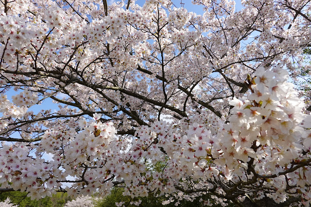 鳥取県西伯郡南部町鶴田　とっとり花回廊　外駐車場の桜