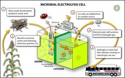 For those who think that a hydrogen economy is far in the future, Logan suggests that hydrogen produced from cellulose and other renewable organic materials could be blended with natural gas for use in natural gas vehicles.