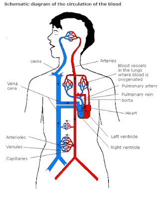systemic and pulmonary circulation