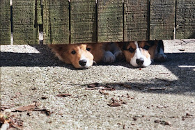 funny animal pictures, two dogs under the fence