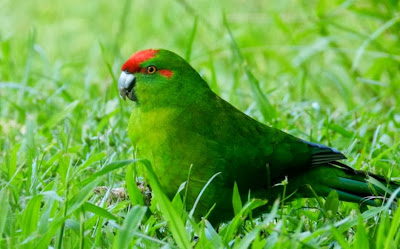 Perico maorí cabeza roja: Cyanoramphus novaezelandiae