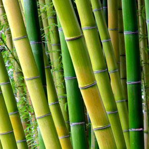 Pictures Of Bamboo Plants5