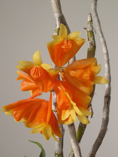 Dendrobium wentianum rduta -