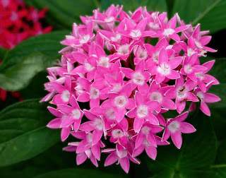 https://commons.wikimedia.org/wiki/File:Pentas_lanceolata_%27Butterfly_Deep_Pink%27.jpg