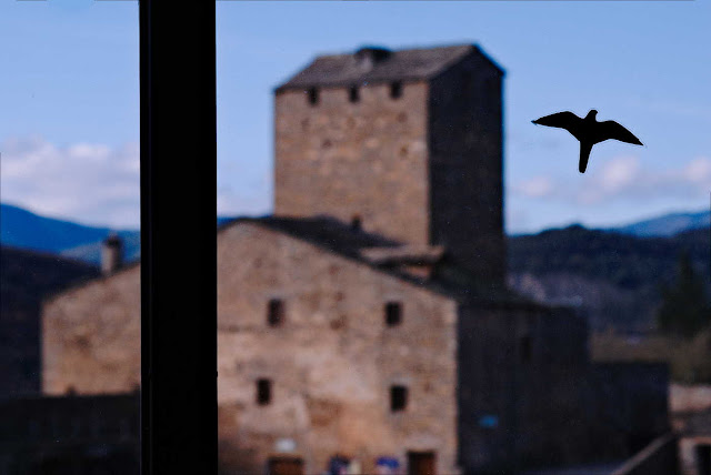 Pájaro en la ventana