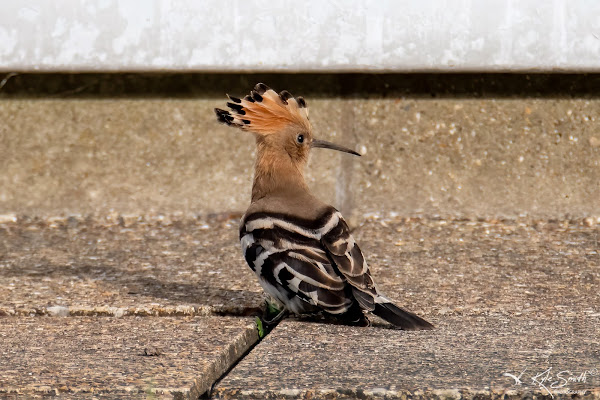 Hoopoe