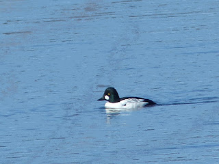 Bucephala clangula - Garrot à œil d'or