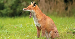 Ανακοίνωση για το πρόγραμμα εμβολιασμού από αέρος των κόκκινων αλεπούδων κατά της λύσσας