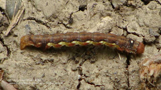 Erannis defoliaria (caterpillar) DSC35144