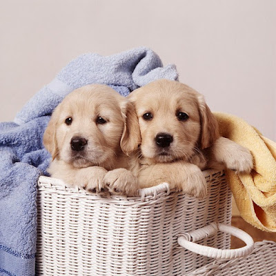 Golden Retriever Puppies For Sale Near Me Price