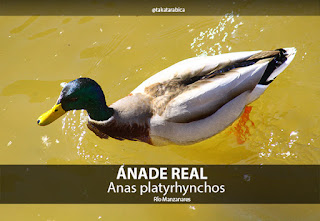 Anade real