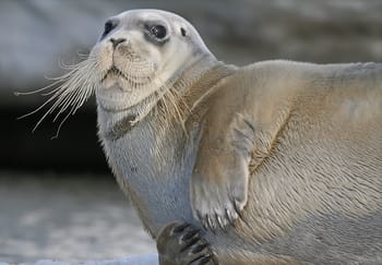 What do seals eat