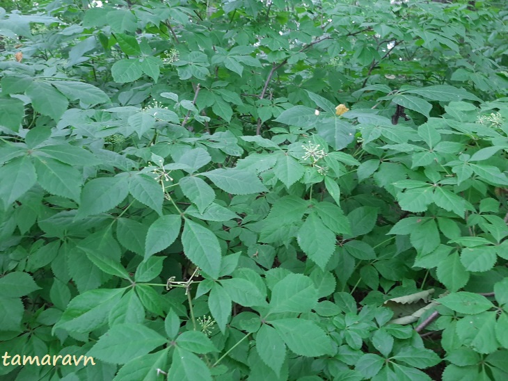 Элеутерококк колючий / Свободноягодник колючий (Eleutherococcus senticosus)