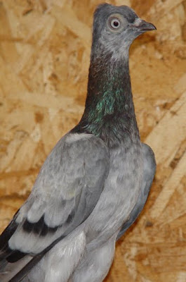 Vienna Medium Faced Tumbler Pigeon
