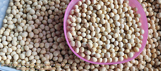 DIY TOFU TUTORIAL: It starts from dried soybeans photo credit by Andrea_Nguyen