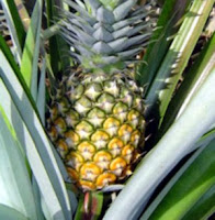 Diseases of Pineapple Plant