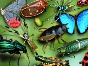 Penjelasan Mengenai Hewan  Berbuku Buku  Arthropoda  