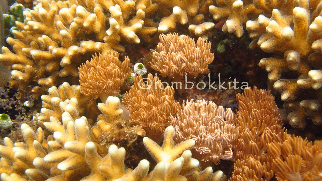 Indahnya Bawah Laut Gili Rengit, Lombok ~ JALAN JALAN 