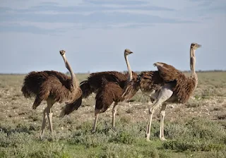 A group of ostriches in the African Savannah.