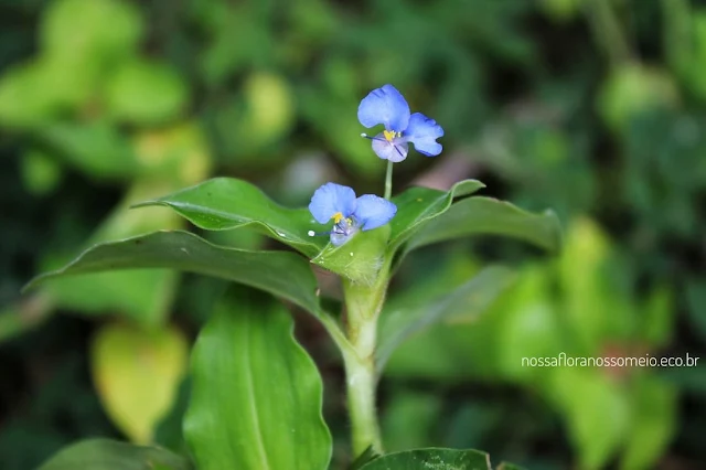 Trapoeraba com inflorescência e duas florzinhas azuis