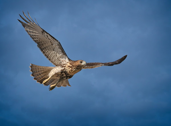 One of the Tompkins Square red-tailed hawk fledglings takes to the sky