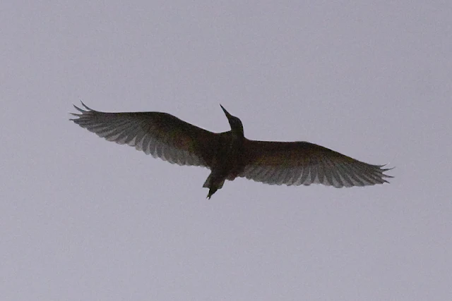 Pond Heron in Flight