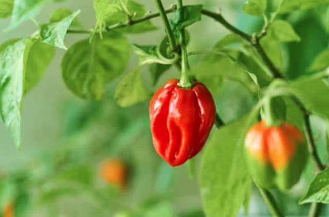 How to protect your kitchen garden peppers from insects