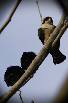 juvenile, falconet, raptor, dead tree, stag