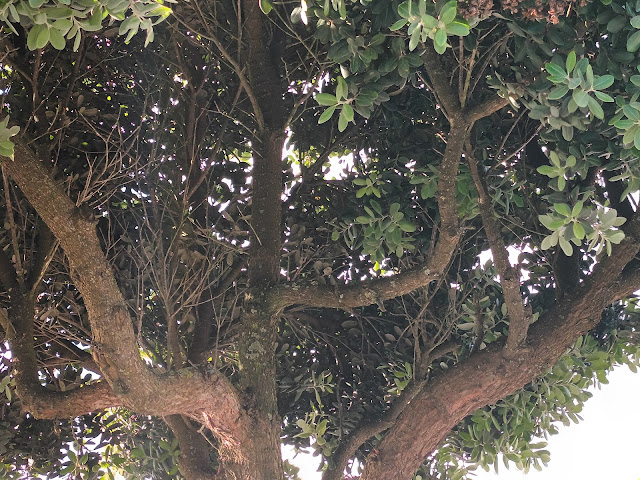 Metrosidero, árbol de hierro o pohutukawa (Metrosideros excelsa Sol. ex Gaertn.).