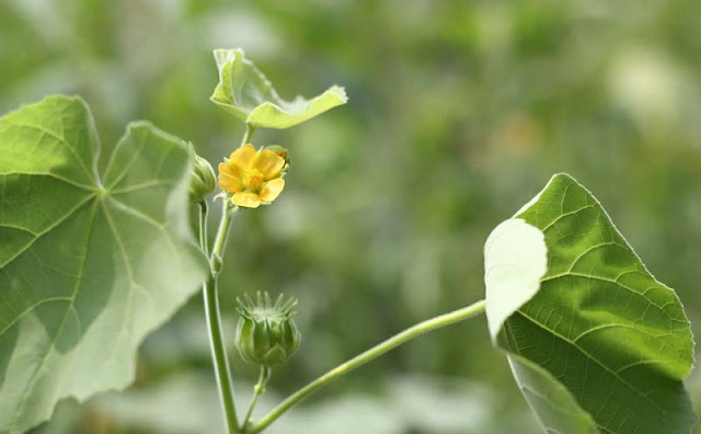 Indian Mallow Flowers