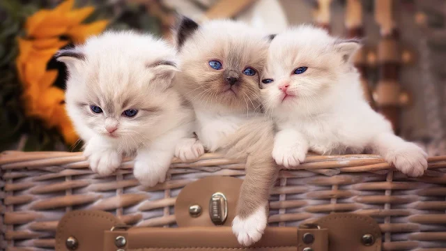 Lovely Cats